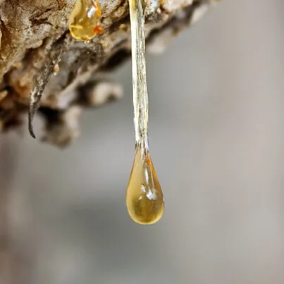 Peru Balsam Oil 5